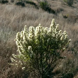 Baccharis pilularis, Santa Cruz. Island