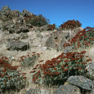 Eriogonum arborescens, Santa Cruz Island