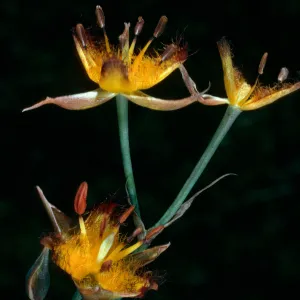 Calochortus obispoensis. West Cuesta Ridge