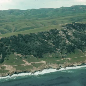 Torrey pines, Santa Rosa Island