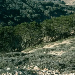 Pinus remorata, Santa Rosa Island