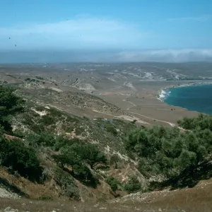 Chaparral & torrey pines, W end of Beechers Bay, S. Rosa I.