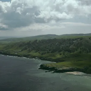 Torrey pines, Santa Rosa Island