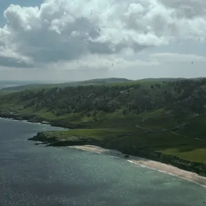 Torrey pines, Santa Rosa Island