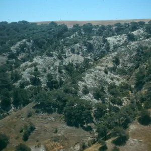 Torrey pines, Santa Rosa Island