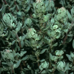 Atriplex californica, UCSB
