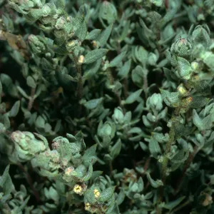 Atriplex californica, UCSB