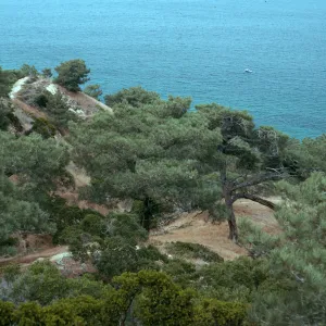 Torrey pines, Ssnta Rosa Island