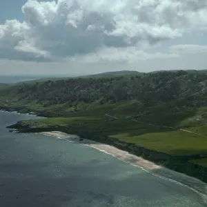 Torrey pines, Santa Rosa Island