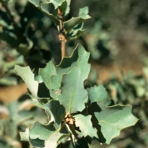 Quercus douglasii, Paradise Rd.