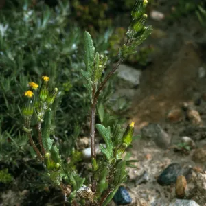 Senecio aphanactis, N of Sauces Cyn, S. Cruz I.