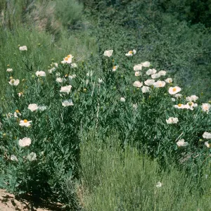 Romneya coulteri, Hwy. 33