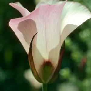 Calochortus catalinae, Encinal Cyn Rd., S. Monica Mtsn.