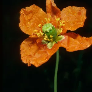 Papaver californicum, burn at Lake Cachuma