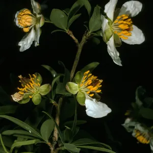 Crosossoma californicum, Toyon Bay, Santa Catalina Island