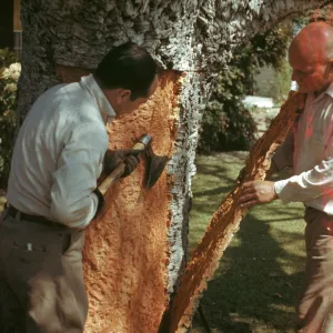 Quercus suber being stripped, Woody Metcalf on right