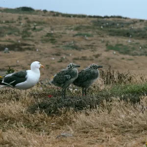 Western gulls, East Anacapa Island