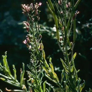 Arabis, Santa Cruz Island 