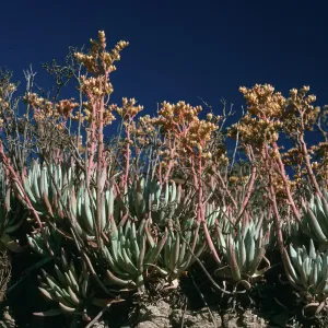 Dudleya virens, Live-forever Cyn, San Nicolas Island