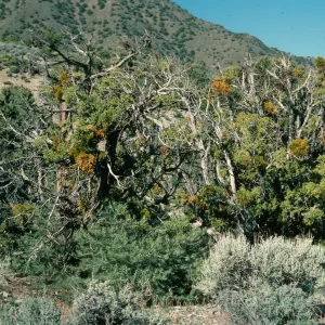 Juniperus osteosperma, Phoradendron bolleanum, Wildrose Charcoal Kilns Rd., Death Valley