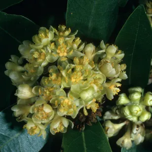 Umbellularia californica, Tunnel Rd.