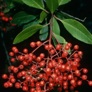 Heteromeles arbutifolia, SBBG