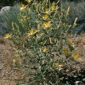 Mentzelia laevicaulis, Onion Valley Rd.