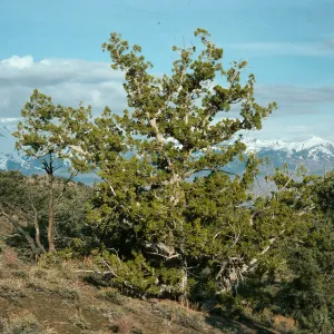 Juniperus osteosperma, Harklets Flat, N of Saline Valley, looking toward Sierra