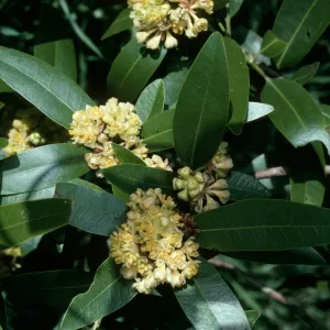 Umbellularia californica, Tunnel Road