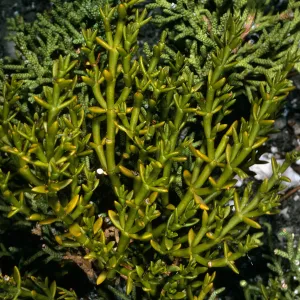 Phoradendron bolleanum juniperinum?, N of Saline Valley
