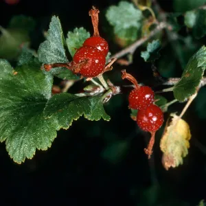 Ribes cereum, Mineral King