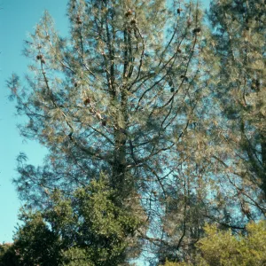 Pinus sabiana, E. Camino Cielo Road