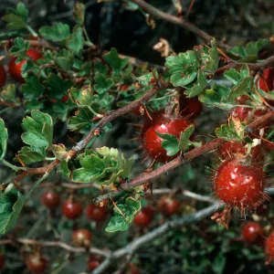 Ribes (Currant, Gooseberry ), Mineral King