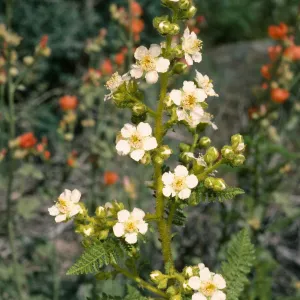 Chamaebatiaria millefolium, Wyman Cyn., White Mtns.
