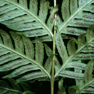 Woodwardia fimbriata, SBBG W of Meadow