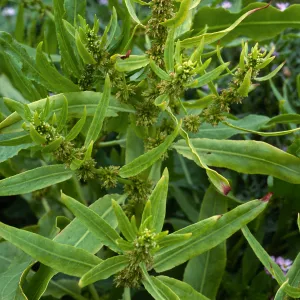 Rumex fueginus, Charcoal Cove, San Miguel Island