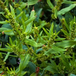 Rumex fueginus, Charcoal Cove, S. Miguel I.