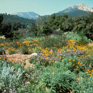 Porter Trail, SBBG 