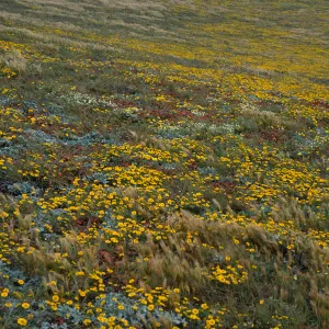 Layia (tidy tips), W side of Carrington Point, Santa Rosa Island