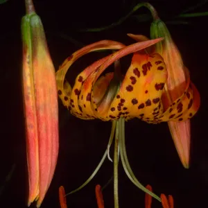 Lilium pardalinum ssp. pardilinum, SBBG Arroyo
