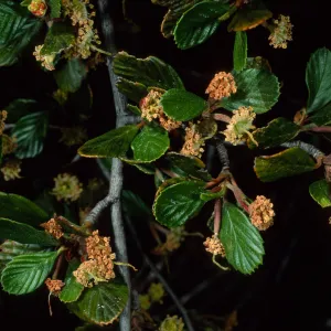 Cercocarpus betuloides, Tunnel trail