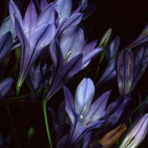 Triteleia laxa, SBBG