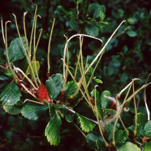 Cercocarpus betuloides,SBBG