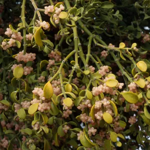 Phoradendron villosum on Quercus johntuckeri, Mesa Spring Camp