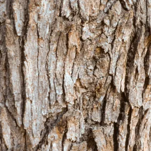 Quercus chrysolepsis bark