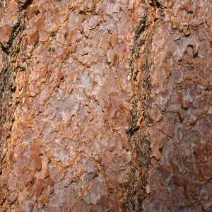 Pinus jeffreyi bark