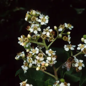 Heteromeles arbutifolia, SBBG