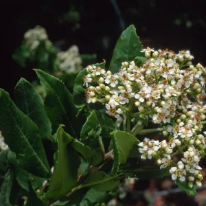 Heteromeles arbutifolia, SBBG