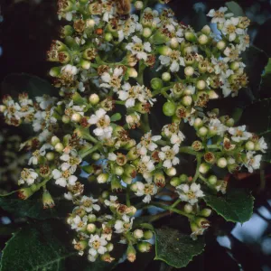 Heteromeles arbutifolia, SBBG