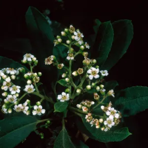 Heteromeles arbutifolia, SBBG